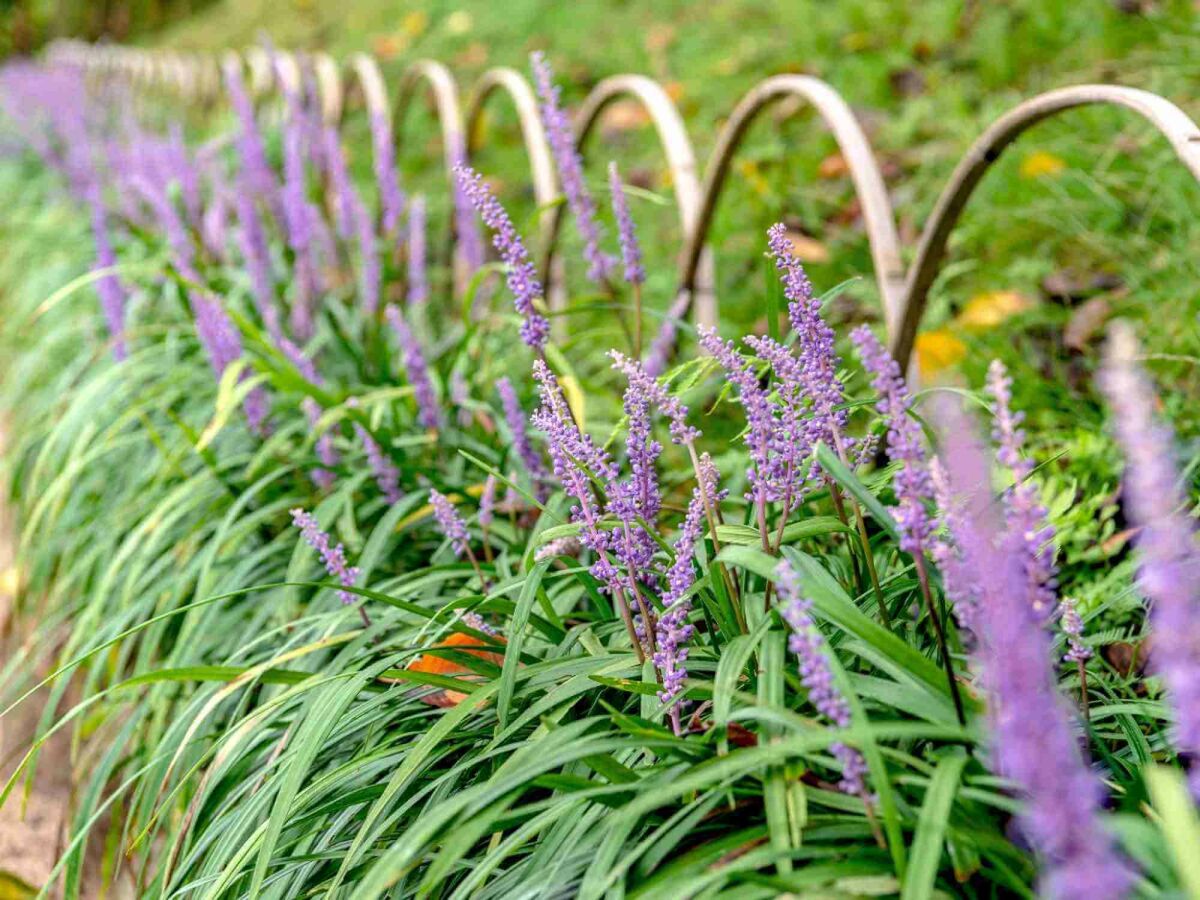 Top 5 plantes tardives pour un jardin coloré jusqu'en automne image