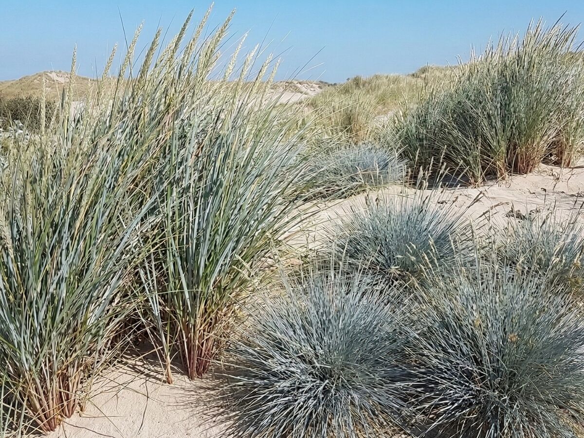 Comment aménager un jardin maritime image