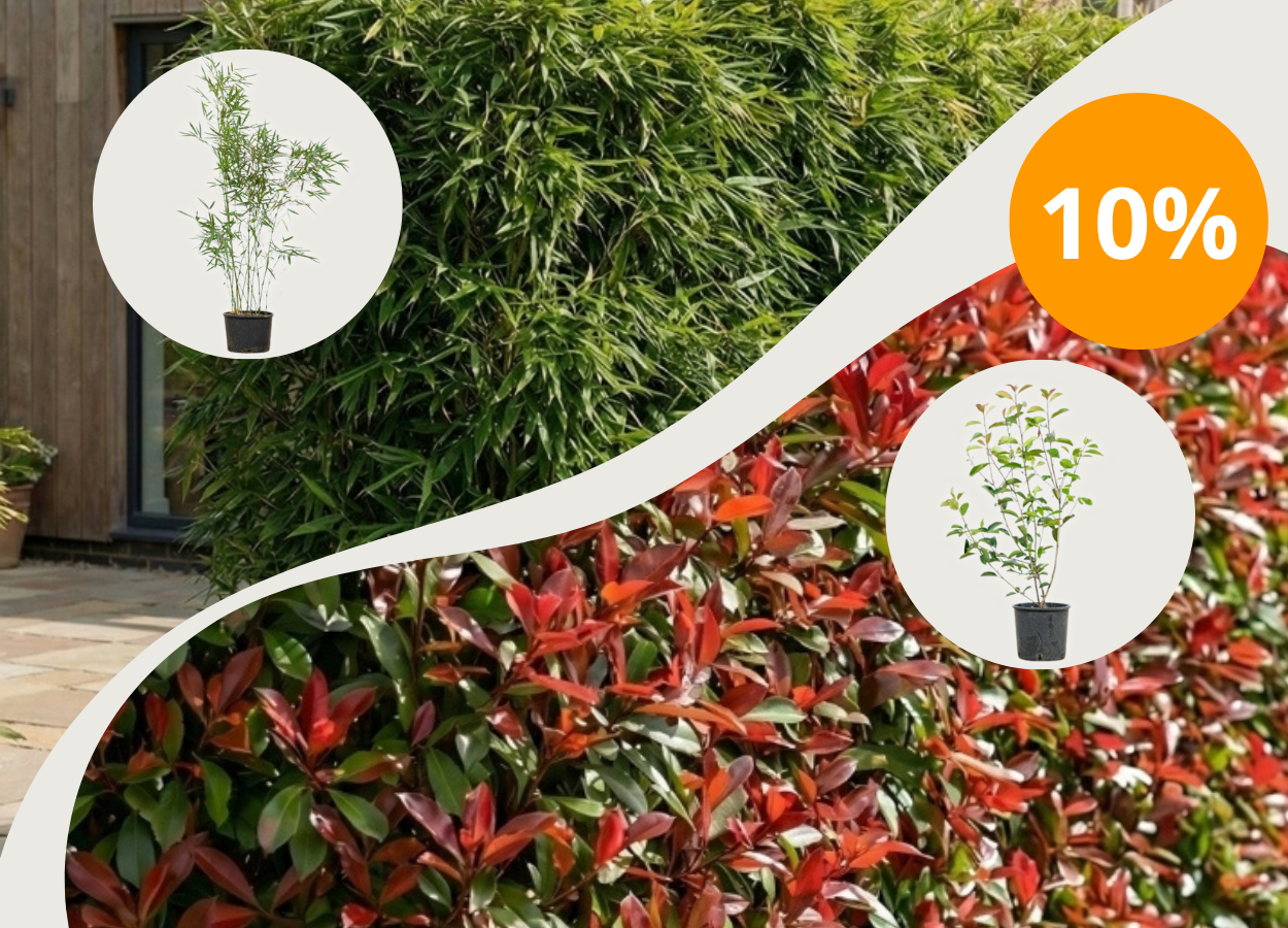 10% de réduction avec PLANTESDEHAIE10 sur Photinia + Fargesia robusta Campbell