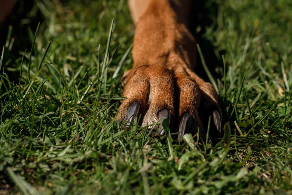 Plantes et haies adaptées aux animaux de compagnie : quelques idées pour un jardin sûr