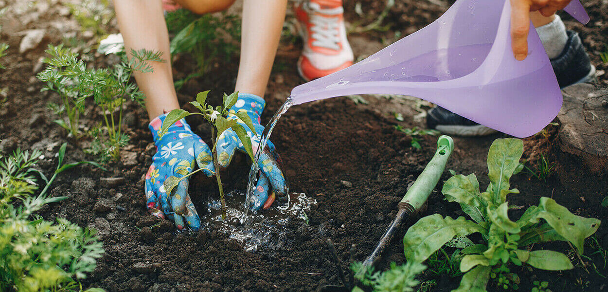 Plan par étapes pour la plantation de plantes de jardin, d’arbustes et de plantes méditerranéennes en pleine terre