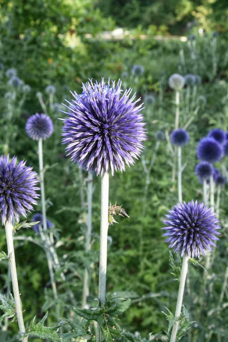 Top 7 Plantes résistantes à la sécheresse en août image