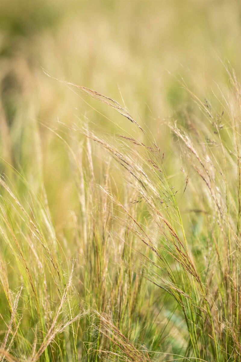 Top 7 Plantes résistantes à la sécheresse en août image