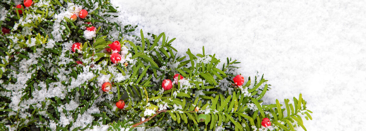 Une plante de haies en guise de sapin de Noël