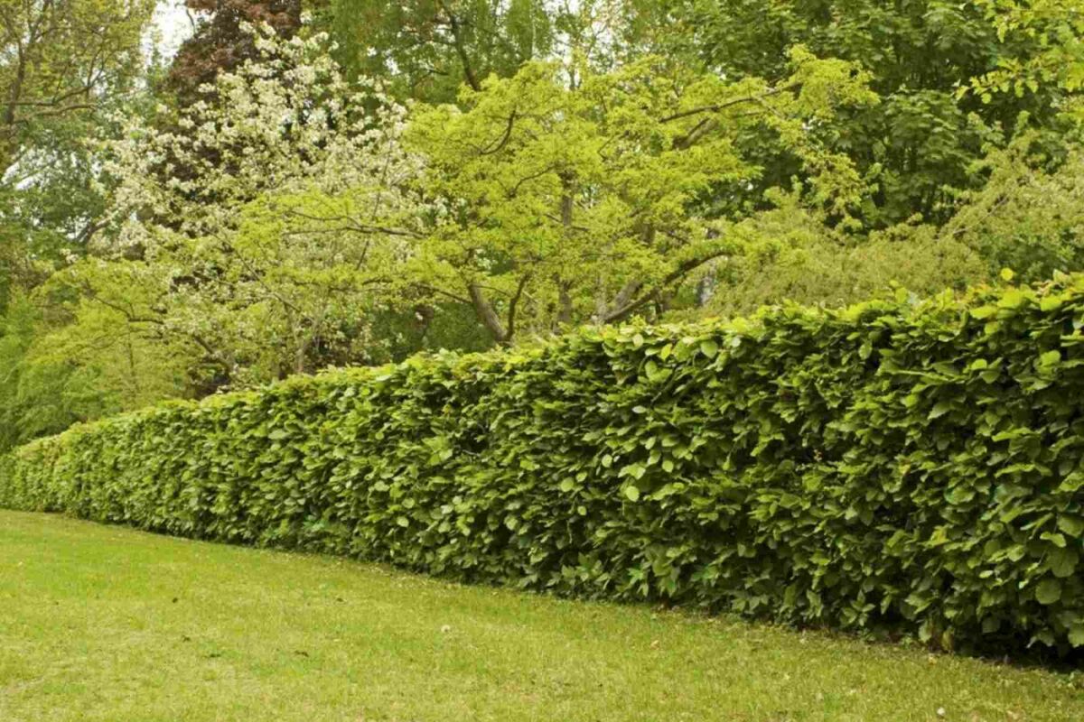Plantes et haies adaptées aux animaux de compagnie : quelques idées pour un jardin sûr image