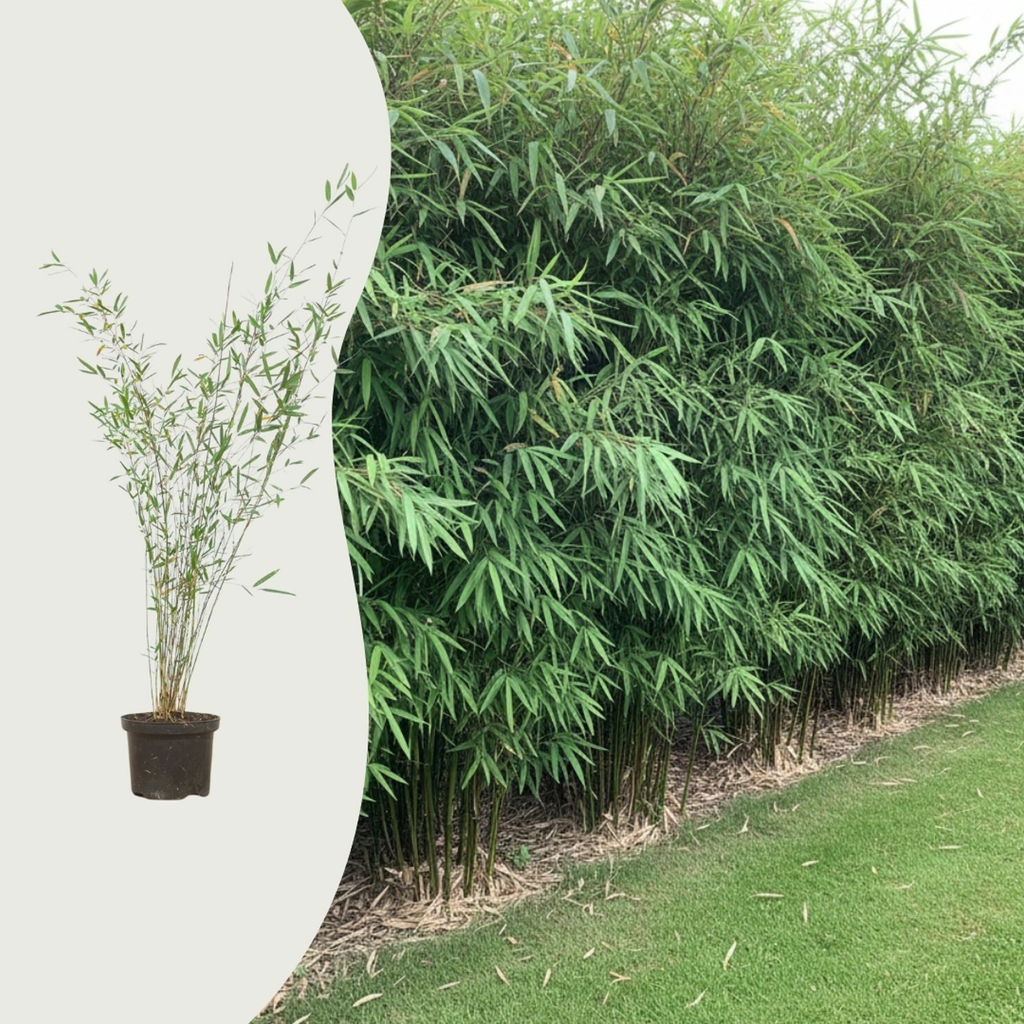 Les questions les plus fréquentes sur le bambou
