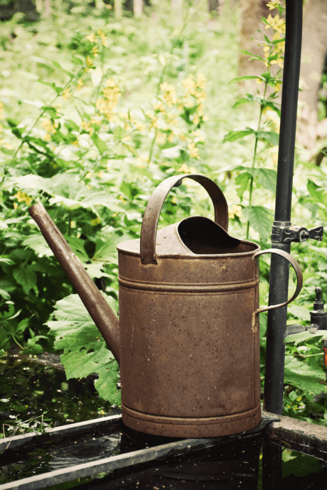 Comment rendre votre jardin durable?