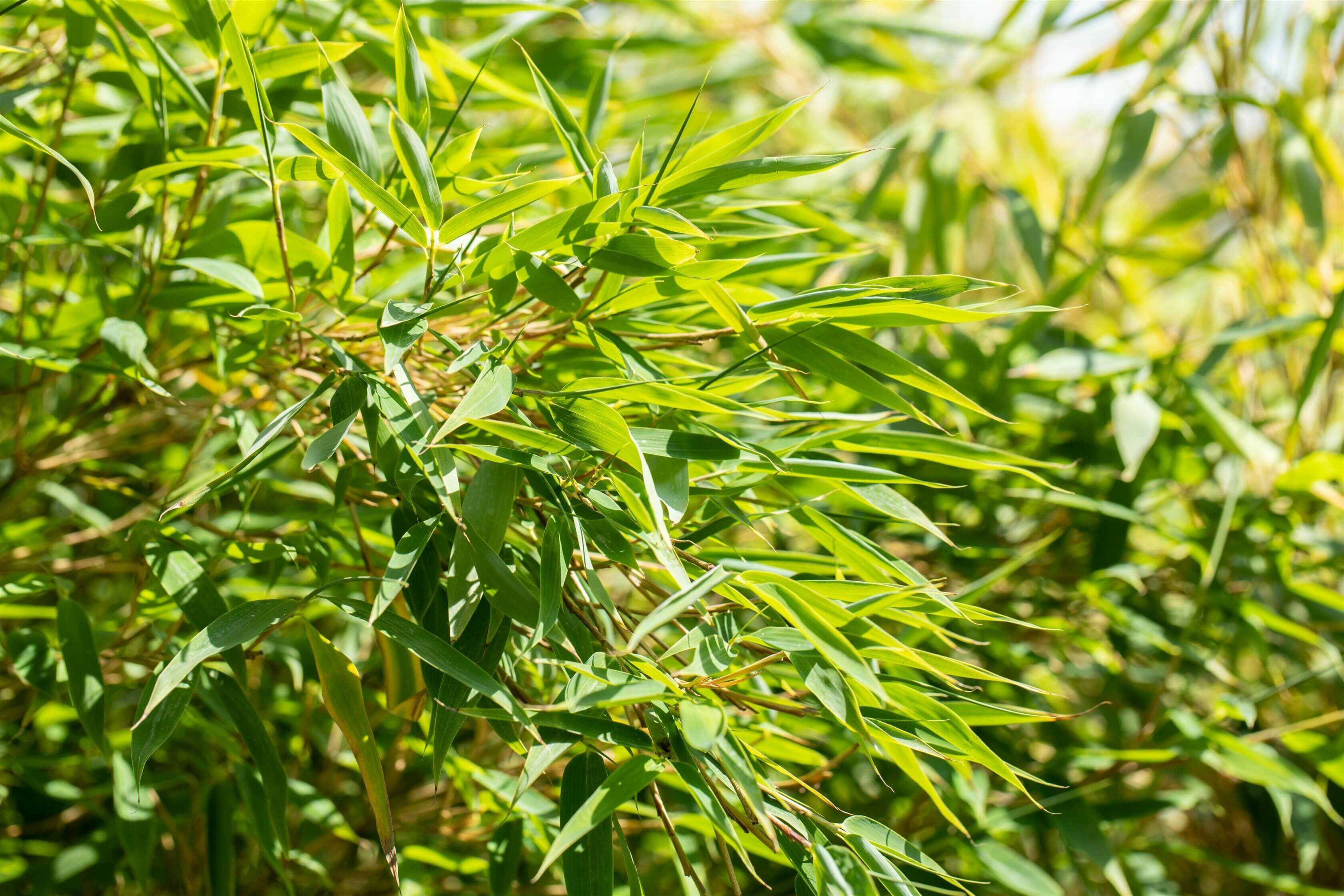 Jusqu’à quelle profondeur les racines du bambou descendent‑elles ?