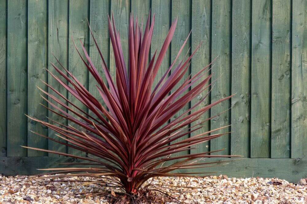 Transformez votre jardin en paradis tropical