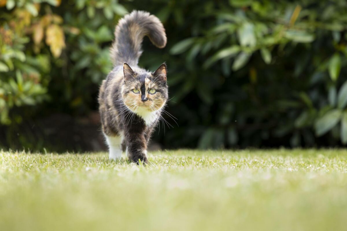 Plantes et haies adaptées aux animaux de compagnie : quelques idées pour un jardin sûr image