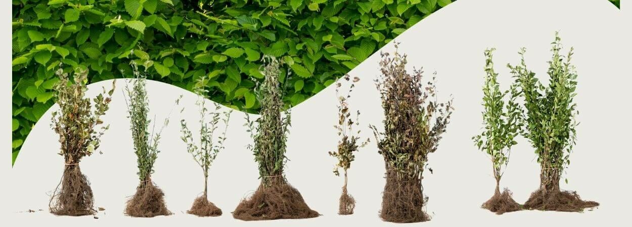 Planter des racines nues : quels sont les avantages et comment faire ?