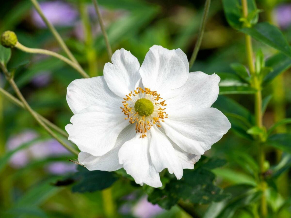 Top 5 plantes tardives pour un jardin coloré jusqu'en automne image