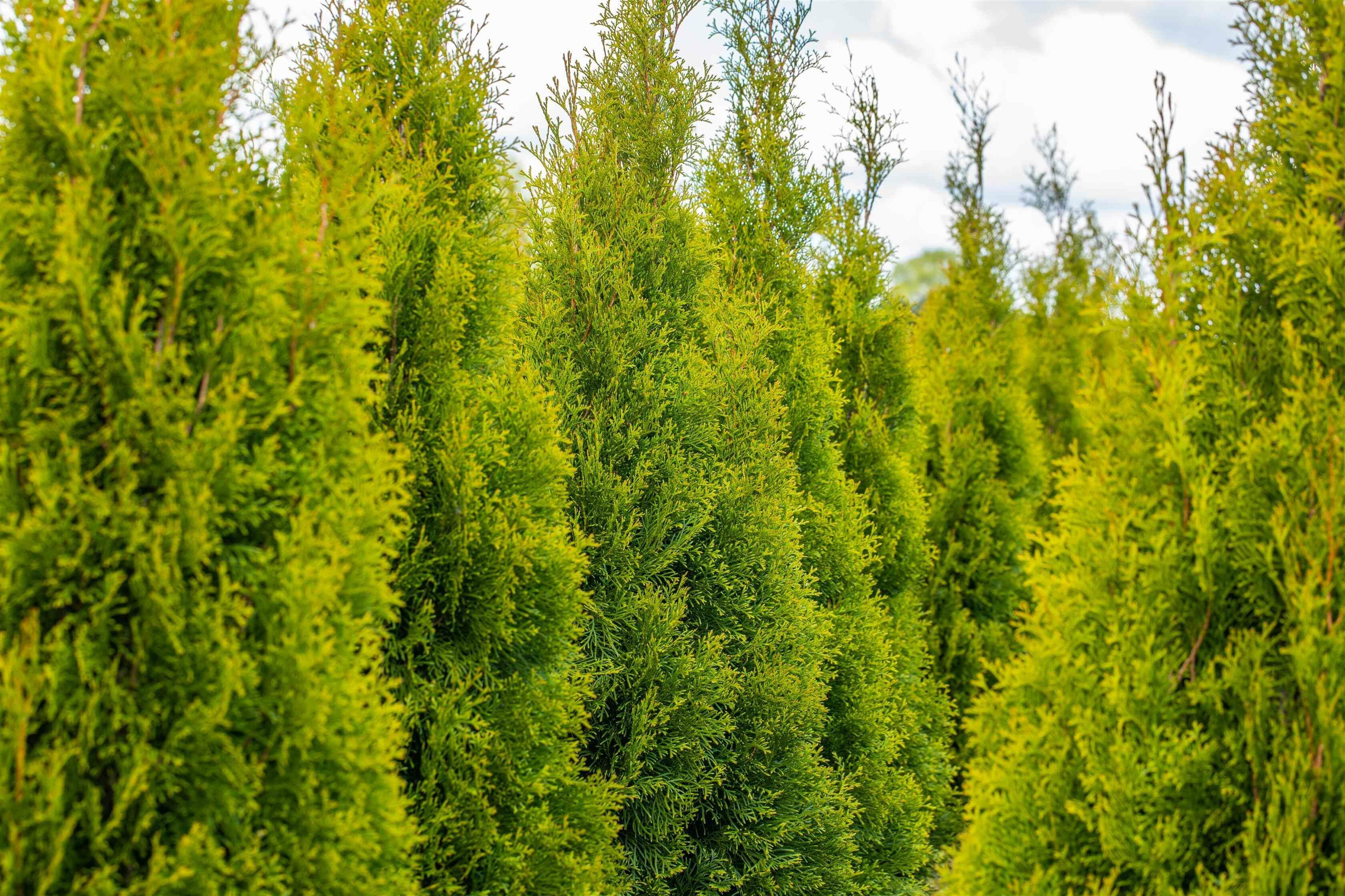 Quels types de thuyas existe‑t‑il ?