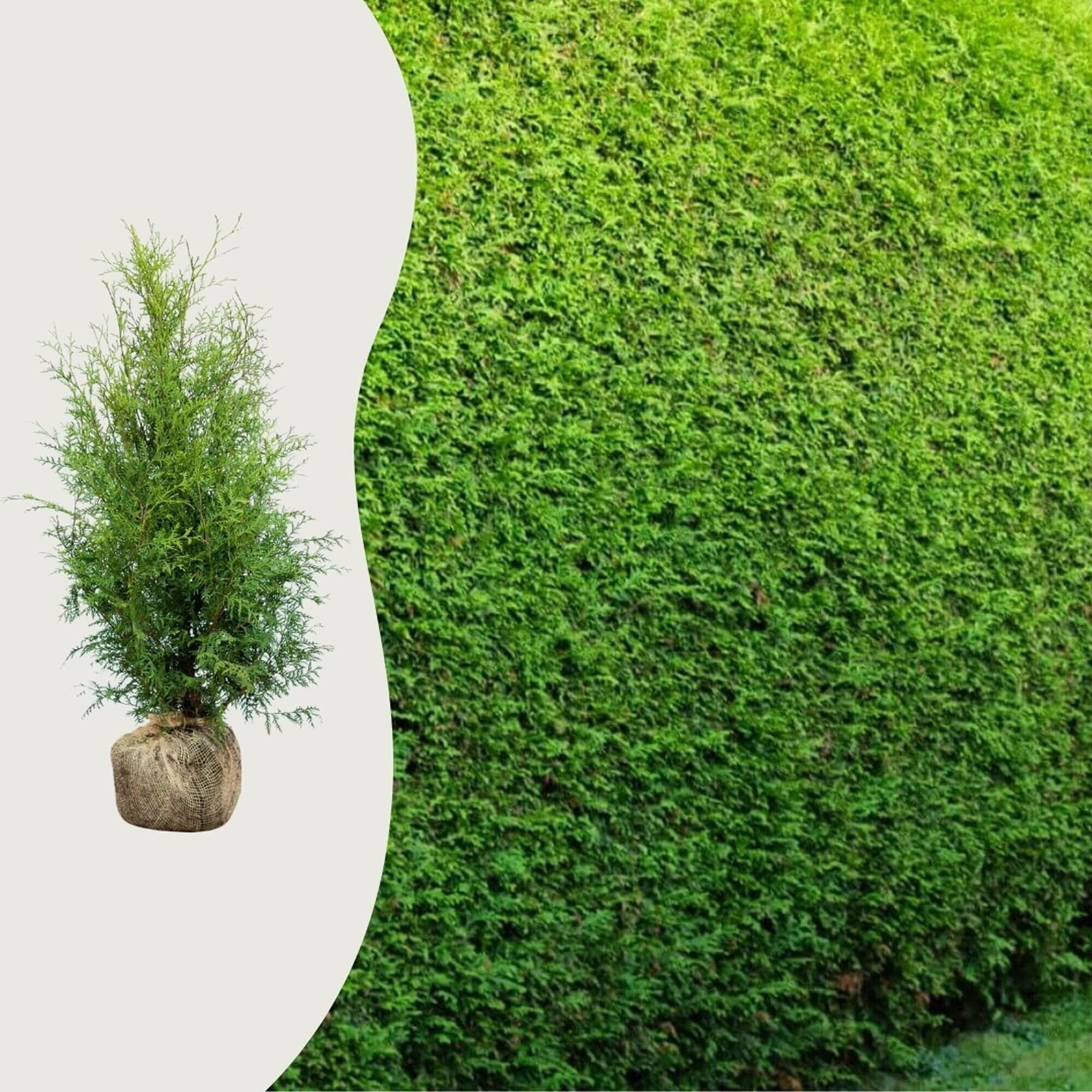 Les questions les plus fréquentes sur les thuyas