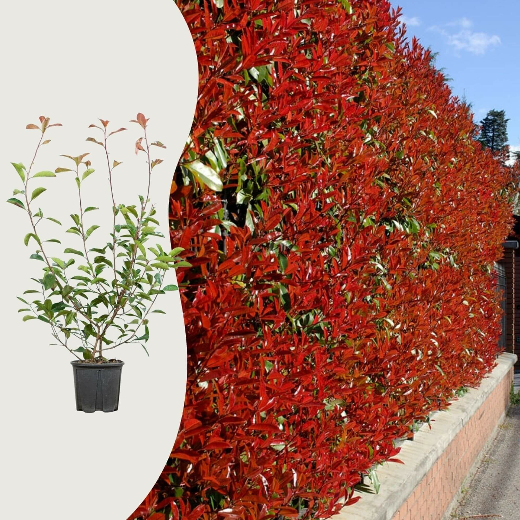 Les questions les plus fréquentes sur le photinia