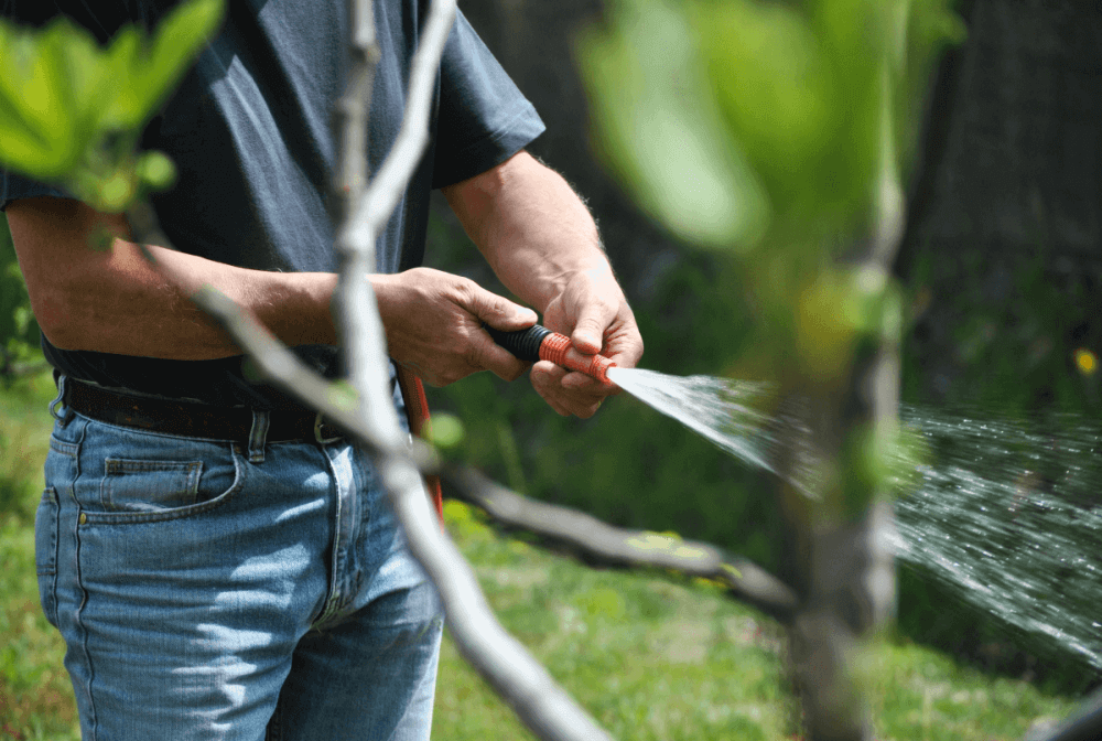 Que faites-vous de vos plantes de haies lorsqu'il fait sec pendant une longue période?