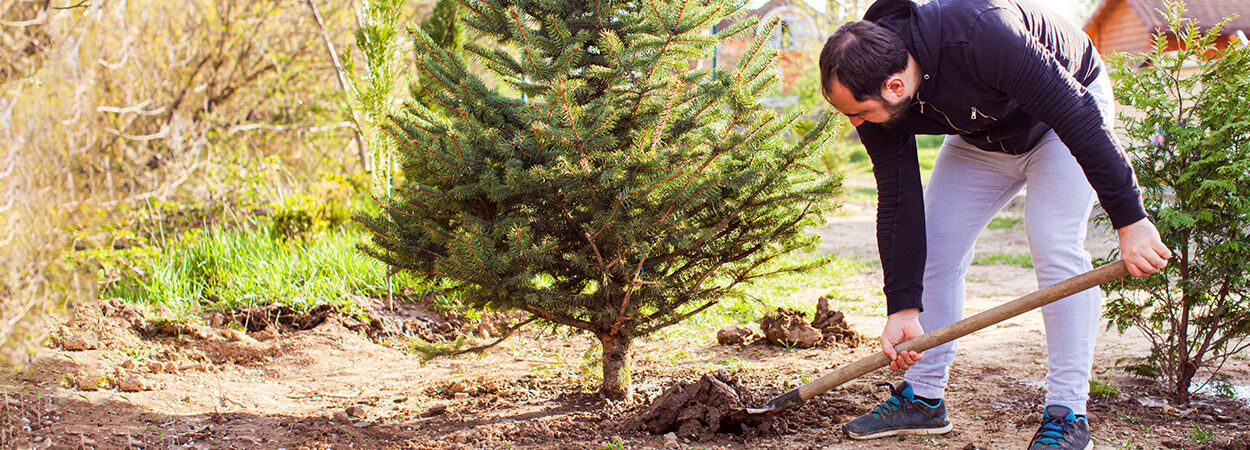 Donnez une seconde vie à votre arbre