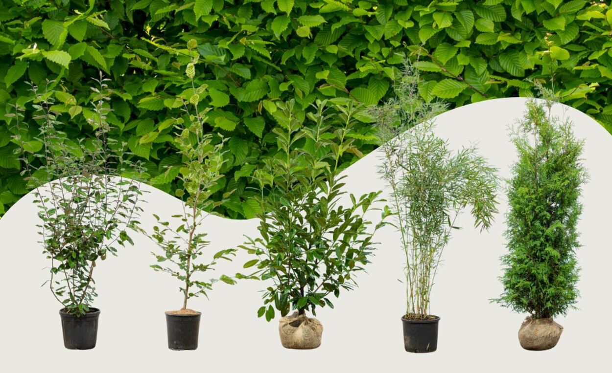 Top 10 plantes de haie