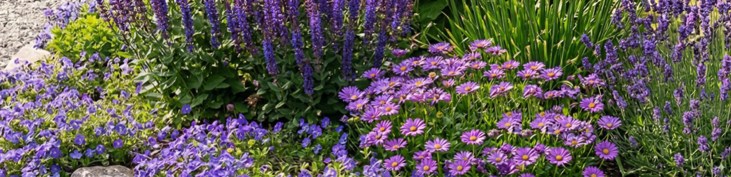 Top 5 des Plantes Vivaces Violettes image