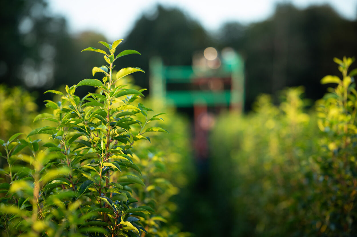 Heijnen Plants, le spécialiste des plantes de haie.