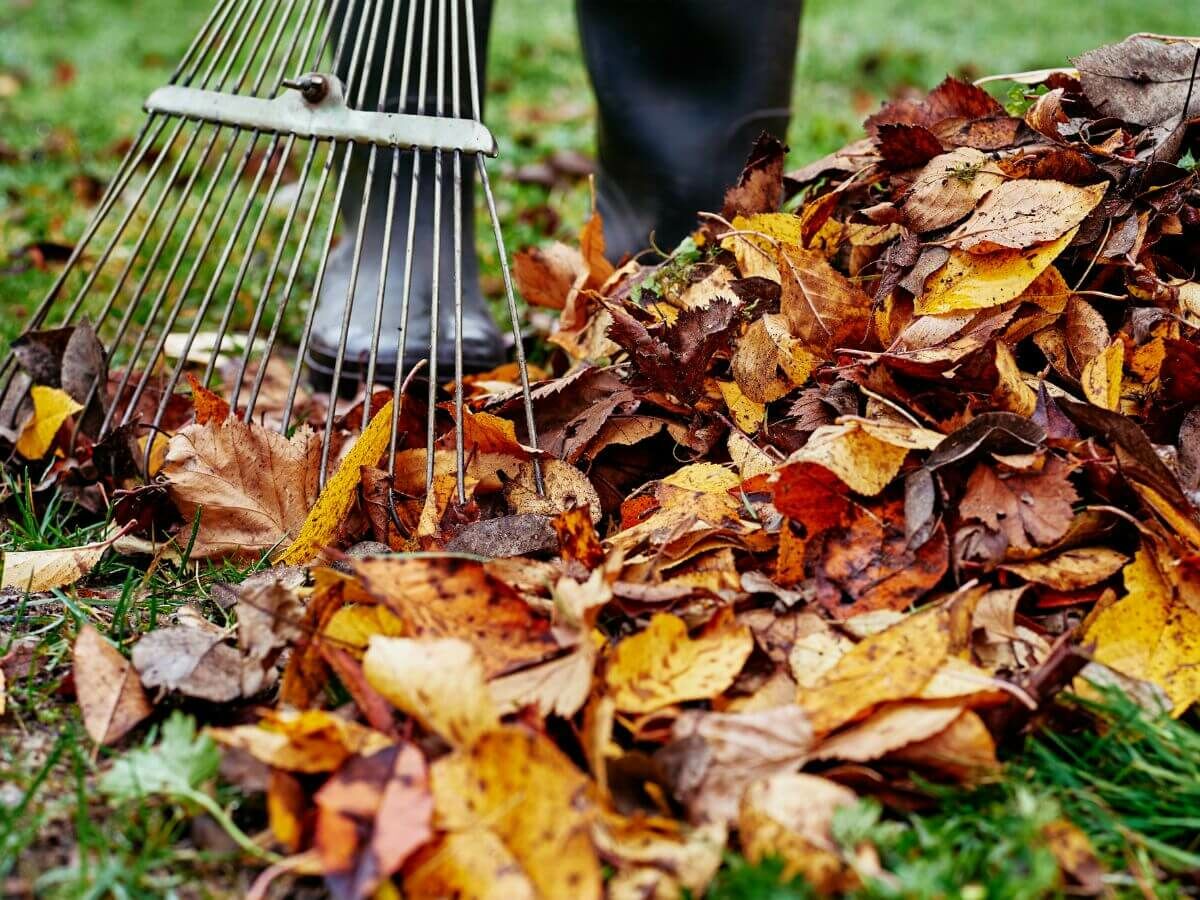 Utilisez intelligemment les feuilles d’automne comme protection naturelle pour votre jardin image