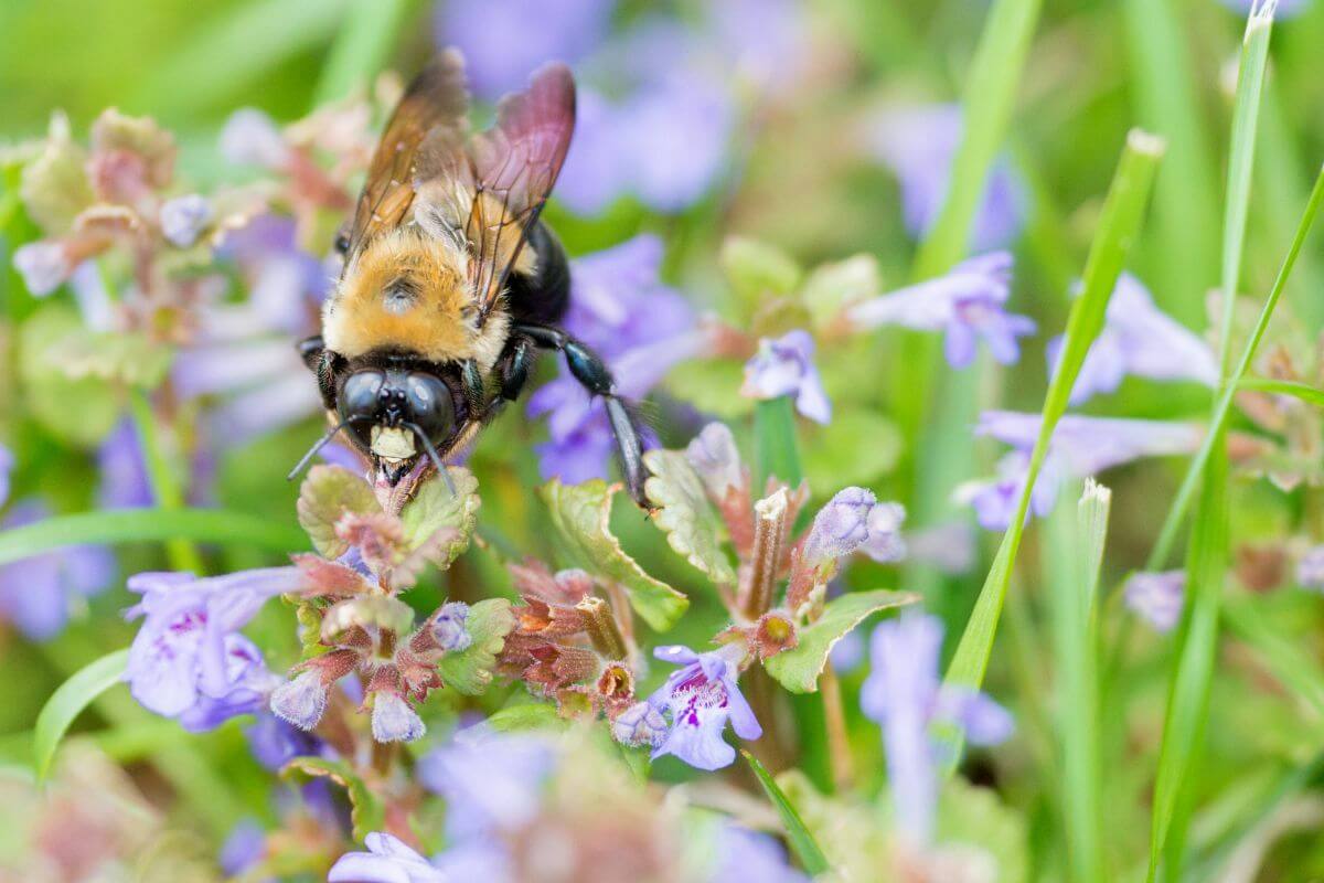 Ne pas tondre votre jardin en mai