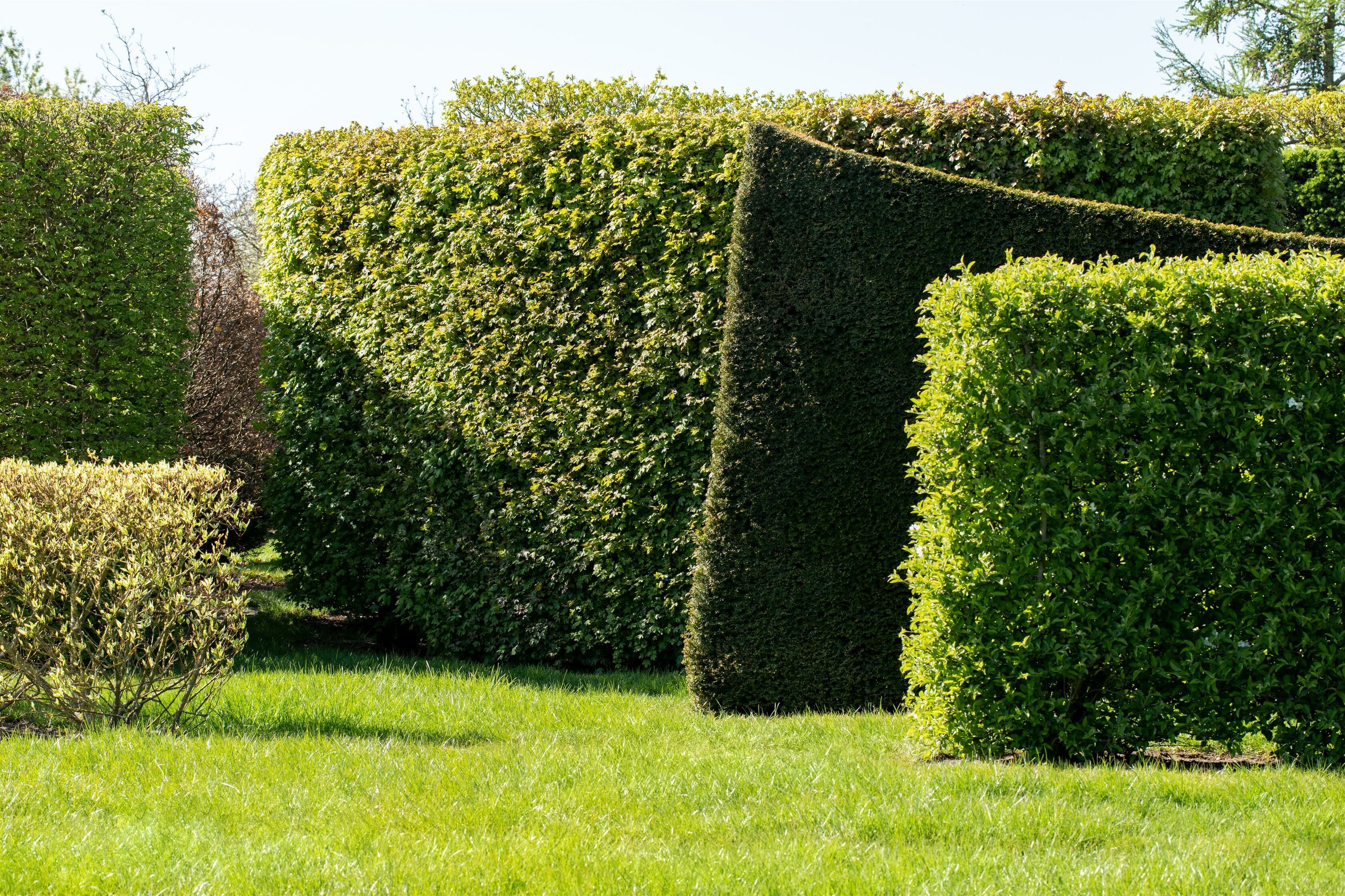 Les questions les plus fréquentes sur les plantes de haie