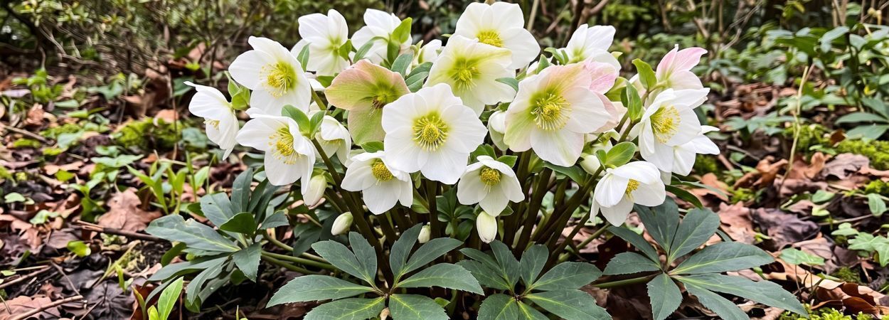 Comment entretenir les roses de Noël en pot ?