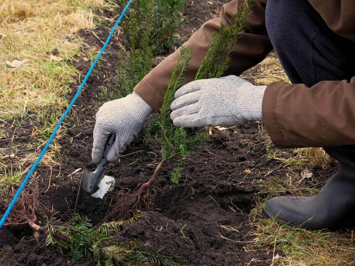 Plan par étapes pour planter des plantes de haie