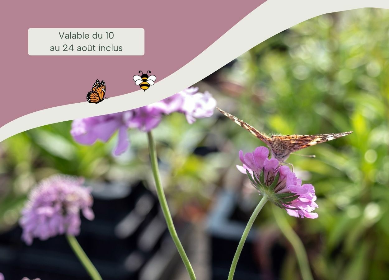 10% de réduction sur toutes les plantes pour abeilles et papillons.