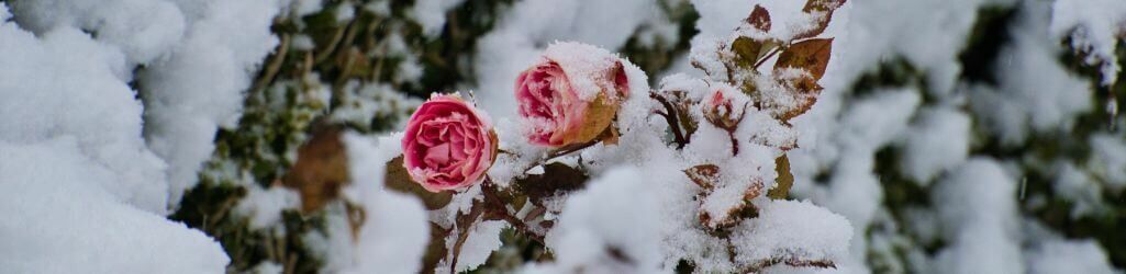 Protégez vos plantes de jardin du gel sans plastique ni voile d’hivernage image