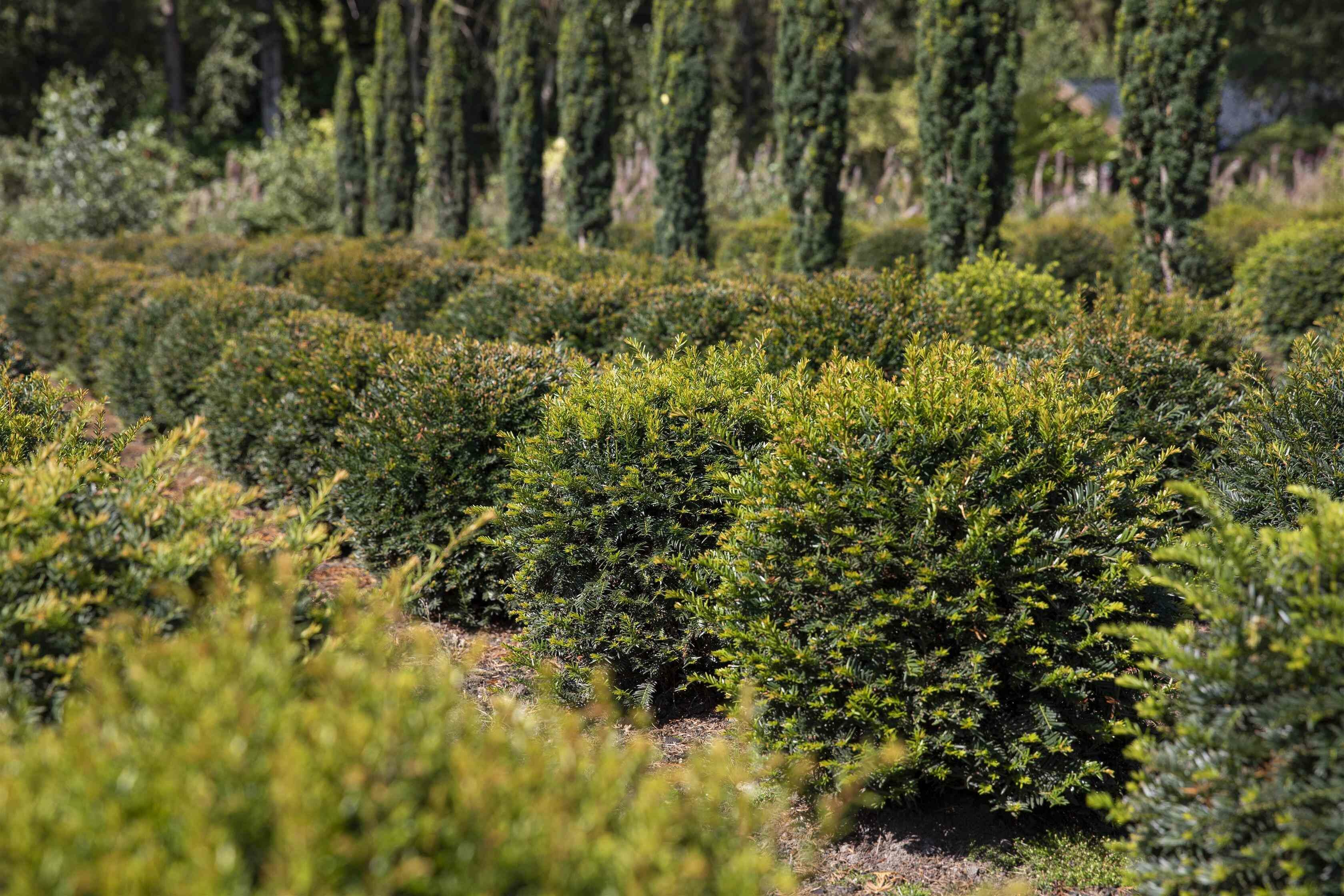 Le Taxus baccata ‘Fastigiata’ est-il toxique ?