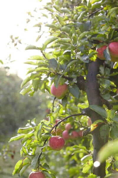 Arbres fruitiers