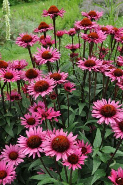 Plantes à abeilles à fleurs