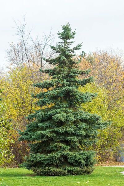 Arbre ramifie de la base