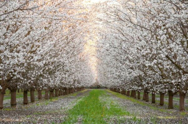 Arbres à fleurs blanches