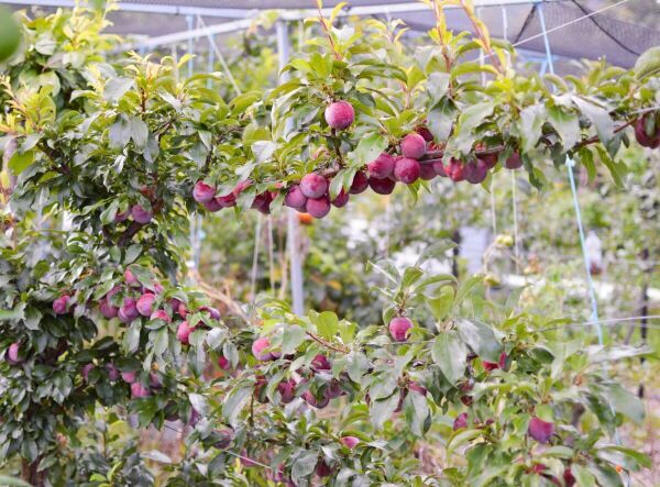 Arbres fruitiers en espalier