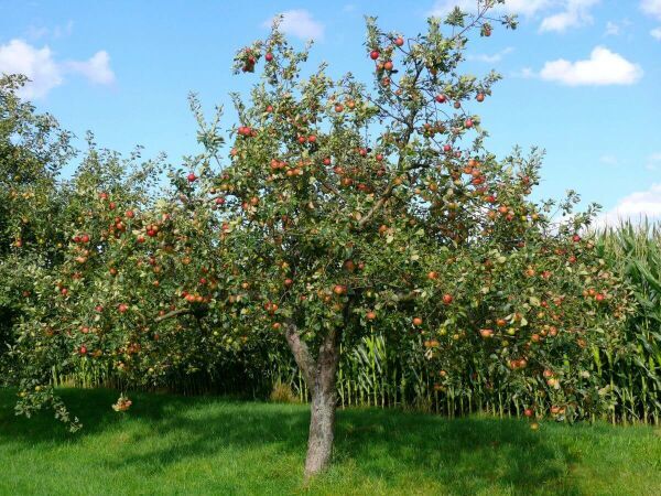 Arbres demi-tige