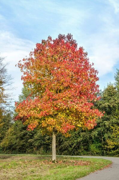 Arbres haute-tige