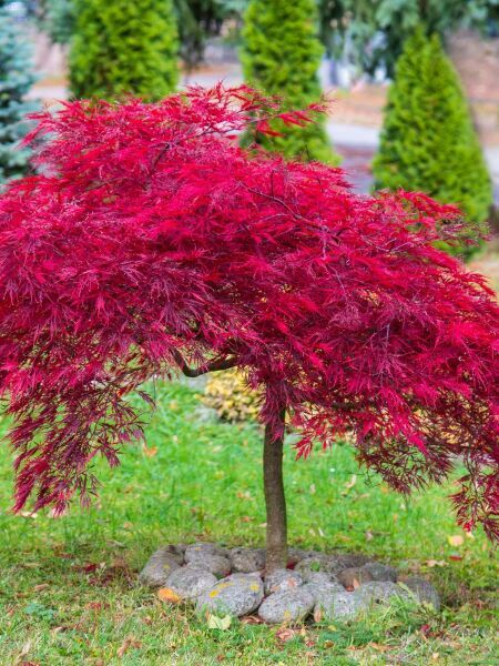 Arbres basse-tige