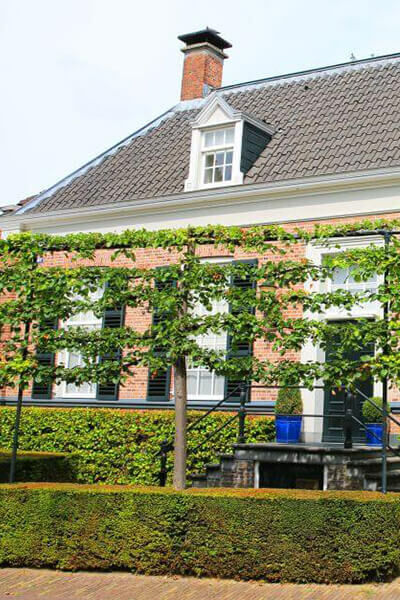 Espalier sur tige