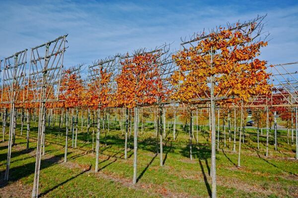Types d’espalier