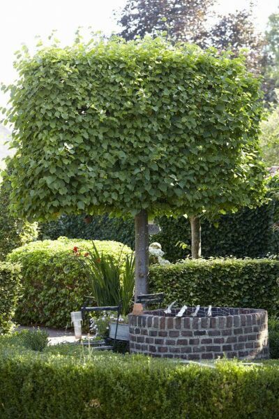 Arbres en rideaux