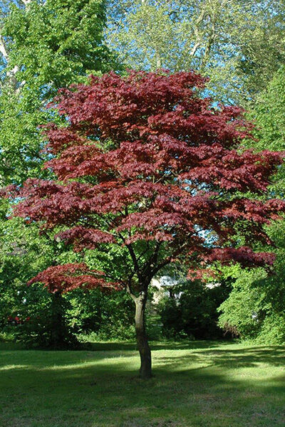 Arbres feuillus
