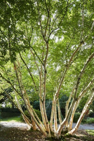Arbres cépées
