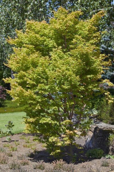 Arbres en forme d'arbuste