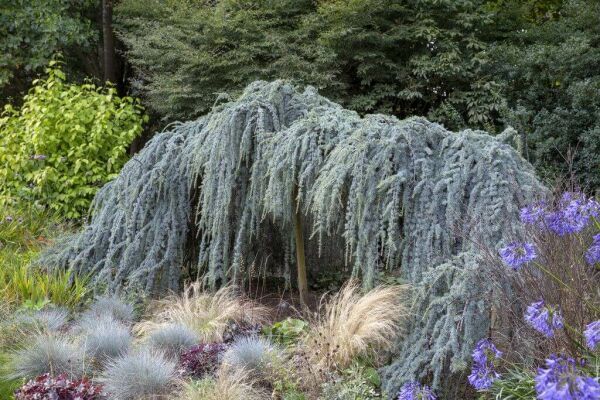 Arbres pleureurs