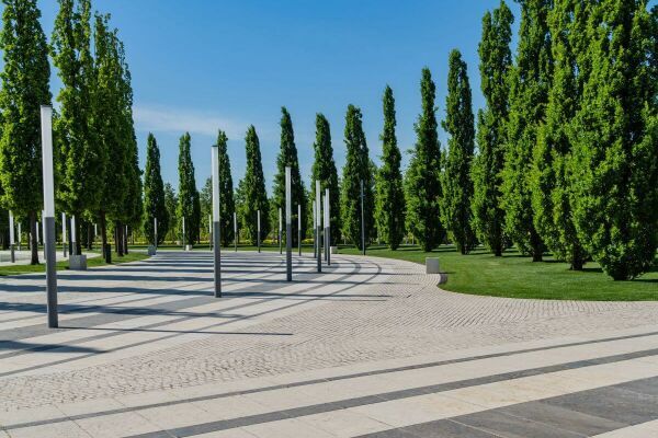 Arbres colonnaires / Arbres étroits