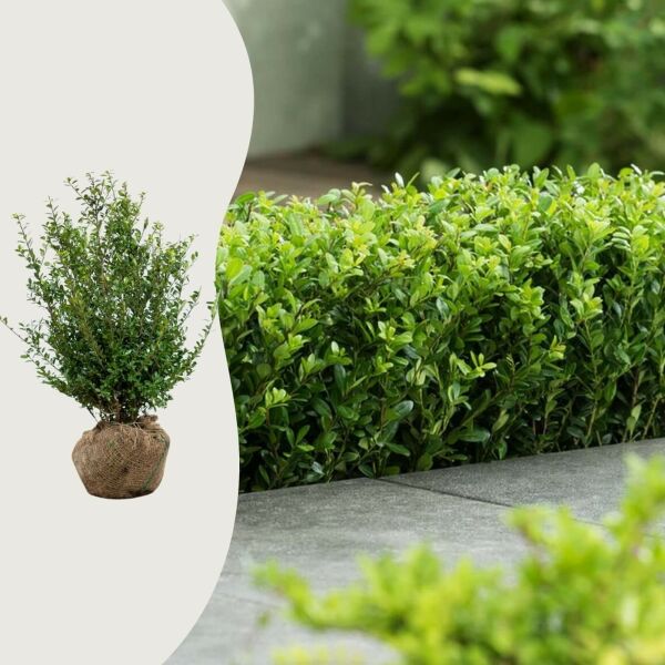 Ilex cren. 'Caroline Upright'