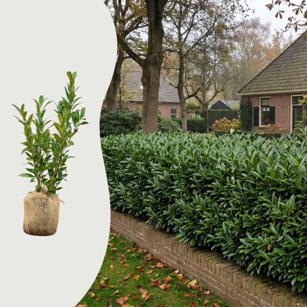 Laurier ‘Otto Luyken’